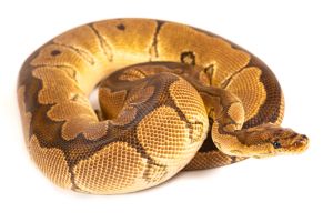 Python regius, clown blade, mâle adulte